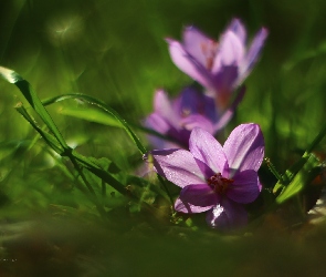 Jesienne, Krokusy, Zimowity