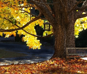 Drzewo, Jesień, Ławka