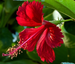 Czerwony Hibiskus, Kwiat