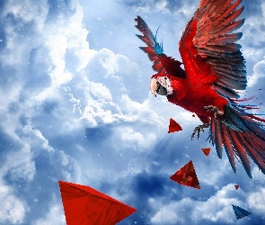 Papuga, Niebo, Bryły geometryczne, Ara