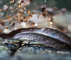 Suchy, Bokeh, Suszki, Liść, Jesienny