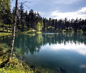 Jezioro, Las