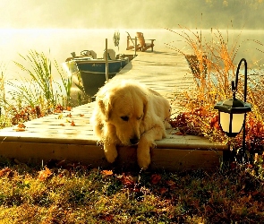 Pies, Mgła, Pomost, Jezioro, Golden retriever