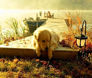 Golden retriever, Mgła, Jezioro, Pomost, Pies