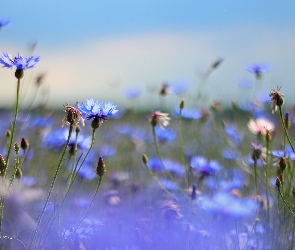Niebieskie, Kwiaty, Chabry