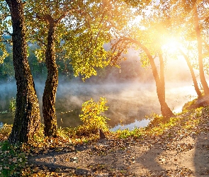 Mgła, Drzewa, Bagna