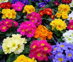 Kolorowe, Prymule, Kwiaty