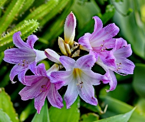 Purpurowe, Lilie