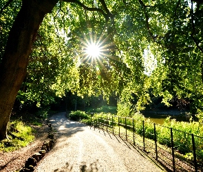Park, Anglia, Promienie słońca, Wirral Birkenhead Merseyside, Aleja