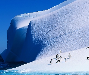 Pingwiny, Ocean, Góra Lodowa