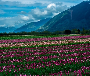 Plantacja, Góry, Tulipanów