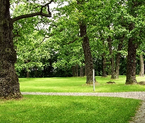 Park, Dęby, Natolin, Przy Pałacu