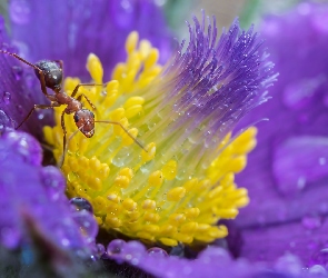 Makro, Mrówka, Kwiat