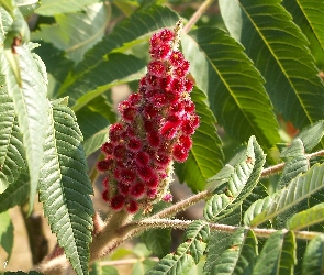 Sumak Octowy, Kwiaty, Drzewo