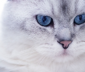 Kot, Oczy, Niebieskie, Kotek