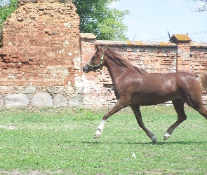 mur, rośliny, trawa, budowla, koń