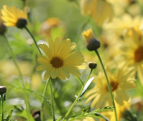 Margerytki, Kwiaty, Żółte
