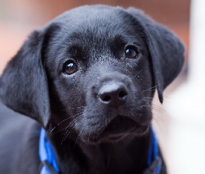 Czarny, Szczeniak, Labrador retriever