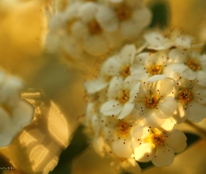 Tawuła Van Houtea, Kwiaty, Białe