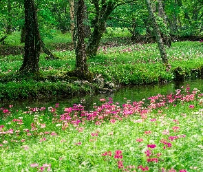 Park, Drzewa, Kwiaty, Rów, Różowe, Trawa