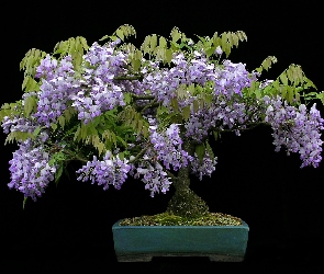 Tło, Czarne, Bonsai, Glicynia