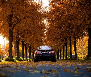 Jesień, Drzewa, Samochód, BMW, Droga