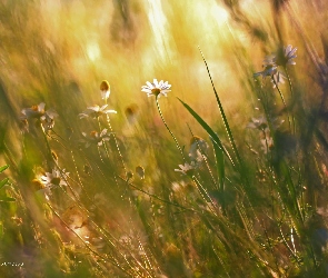 Margerytki, Rośliny, Trawy, Łąka