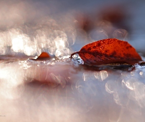 Liść, Bokeh