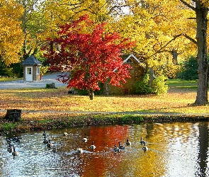 Liście, Drzewa, Staw, Park, Gęsi, Domek