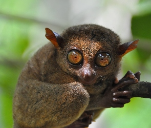 Tarsius, Filipiny, Konar, Małpka, Wyrak