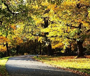 Park, Droga, Alejka, Drzewa, Jesień