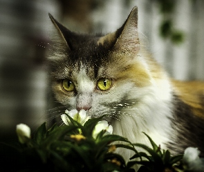 Kot, Rozmycie, Kwiaty, Białe