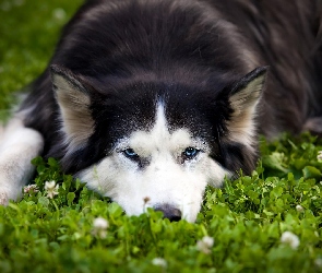 Roślinność, Siberian Husky