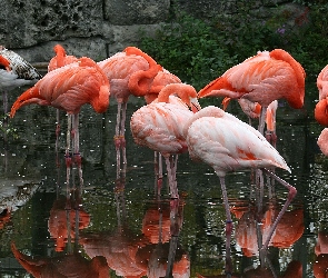 Flamingi, Woda