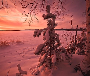 Drzewa, Zachód słońca, Zima, Sosna, Śnieg