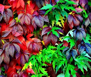 Kolorowe liście, Dzikie wino