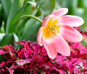 Różowy, Tulipan