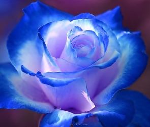 Róża, Niebieska