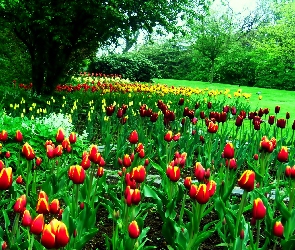 Tulipany, Drzewa