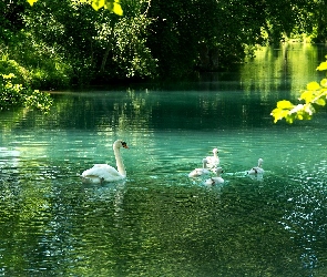 Pisklęta, Staw, Łabędzie