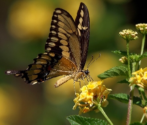 Motyl, Kwiatki, Żółte, Motylek