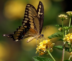 Kwiatki, Żółte, Motyl, Motylek