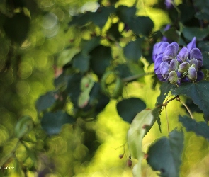 Fioletowe, Kwiaty, Glicynia