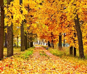 Jesień, Liście, Alejka, Drzewa, Park