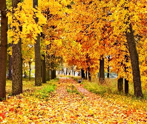 Park, Liście, Drzewa, Alejka, Jesień