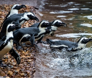 Woda, Pingwiny
