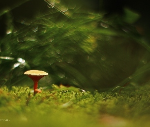 Mech, Bokeh, Grzyb