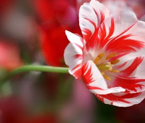 Biało, Tulipan, Czerwony