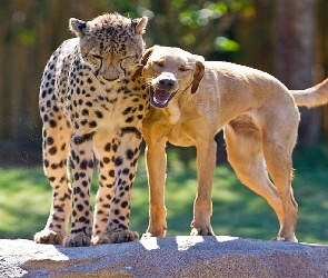 Pies, Gepard