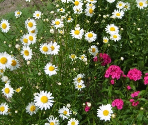 Różowe, Goździki, Margerytki